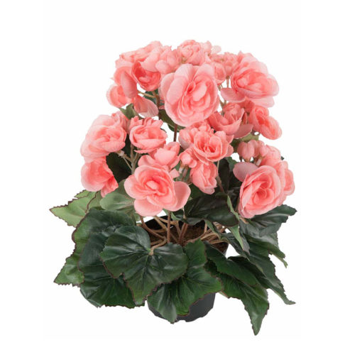 Tekokukka Begonia ruukussa 28cm roosa