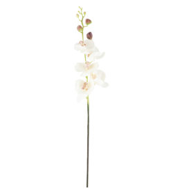 Tekokukka Orkidea oksa